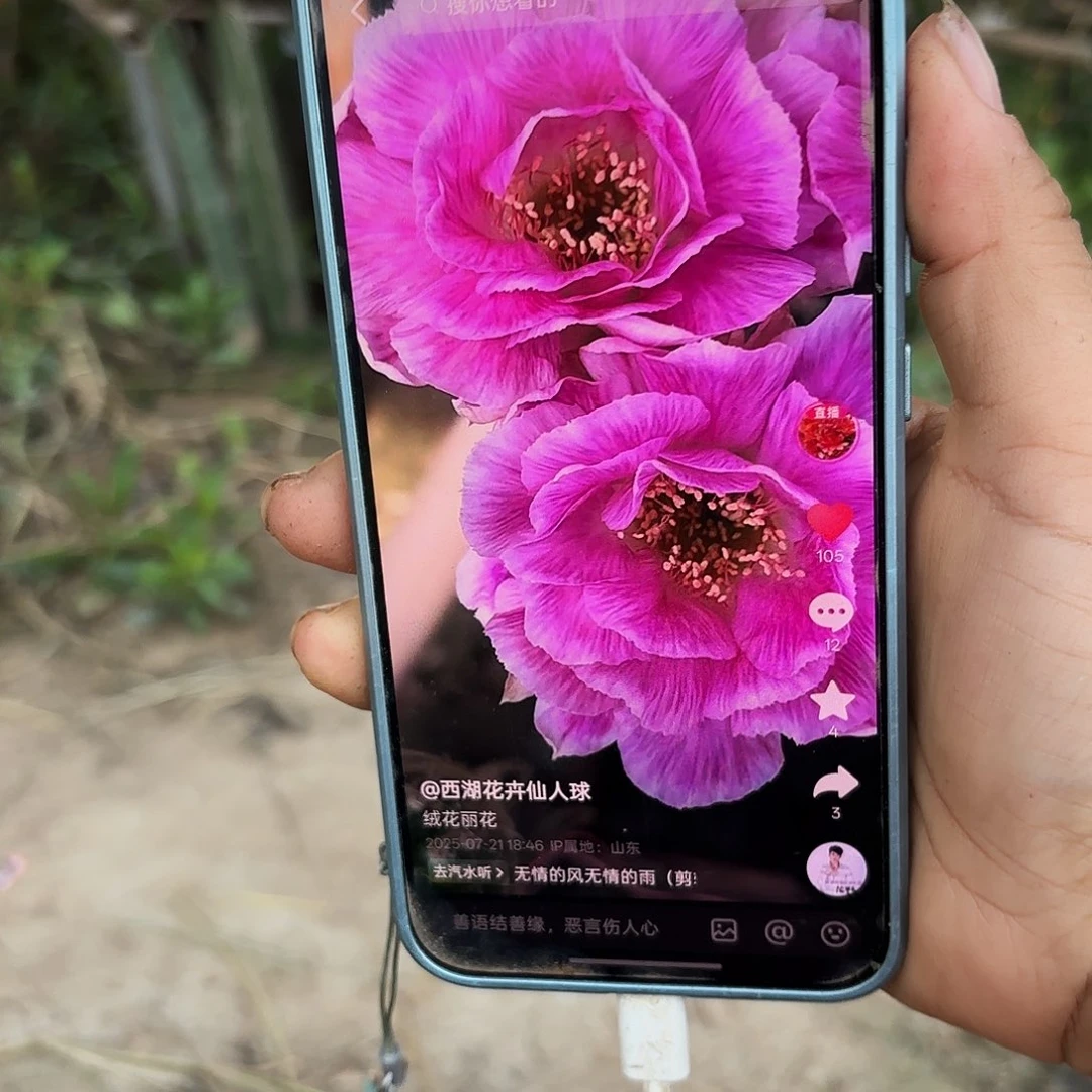 绒花无根侧牙三公分左右