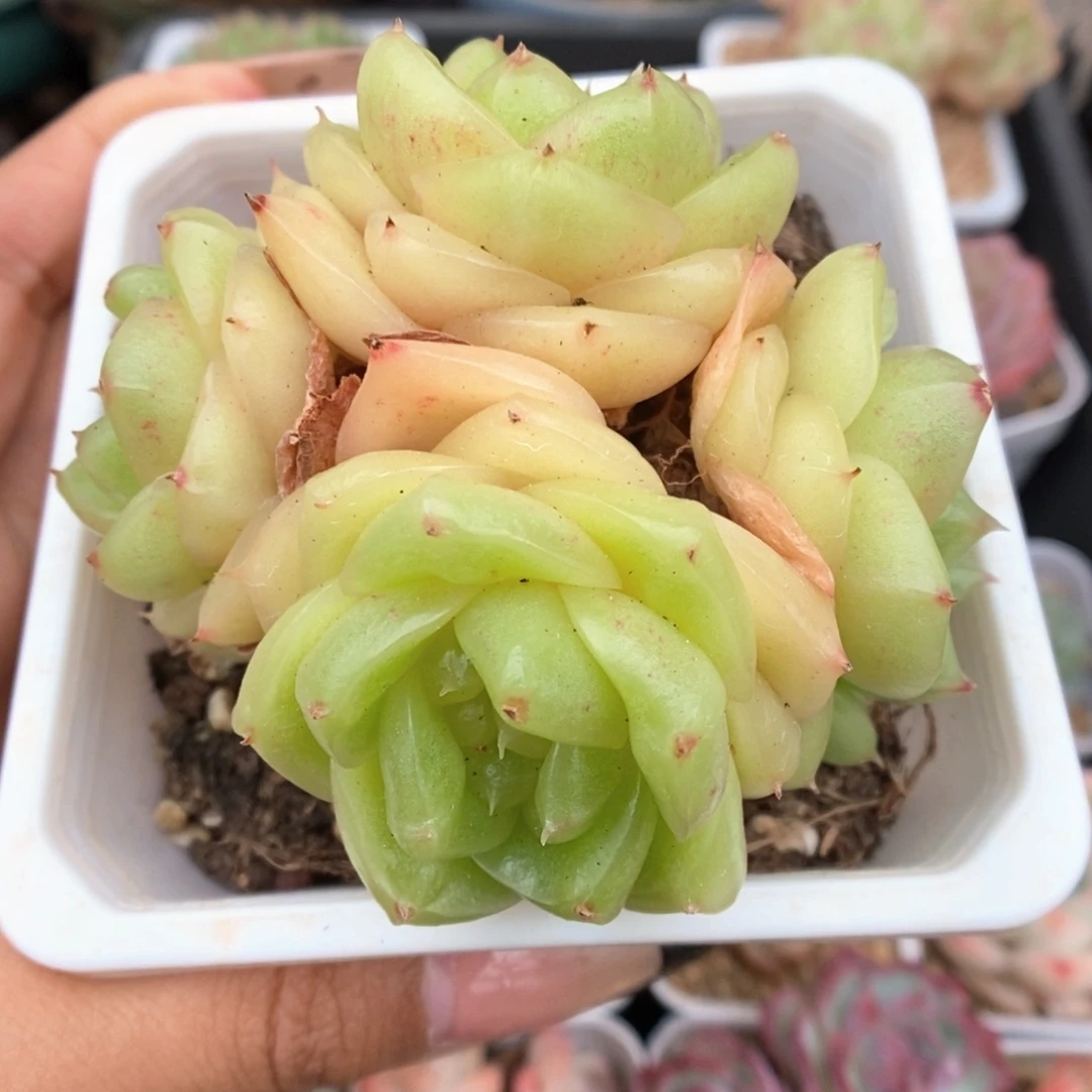 玉芷珍妮群生3631号
