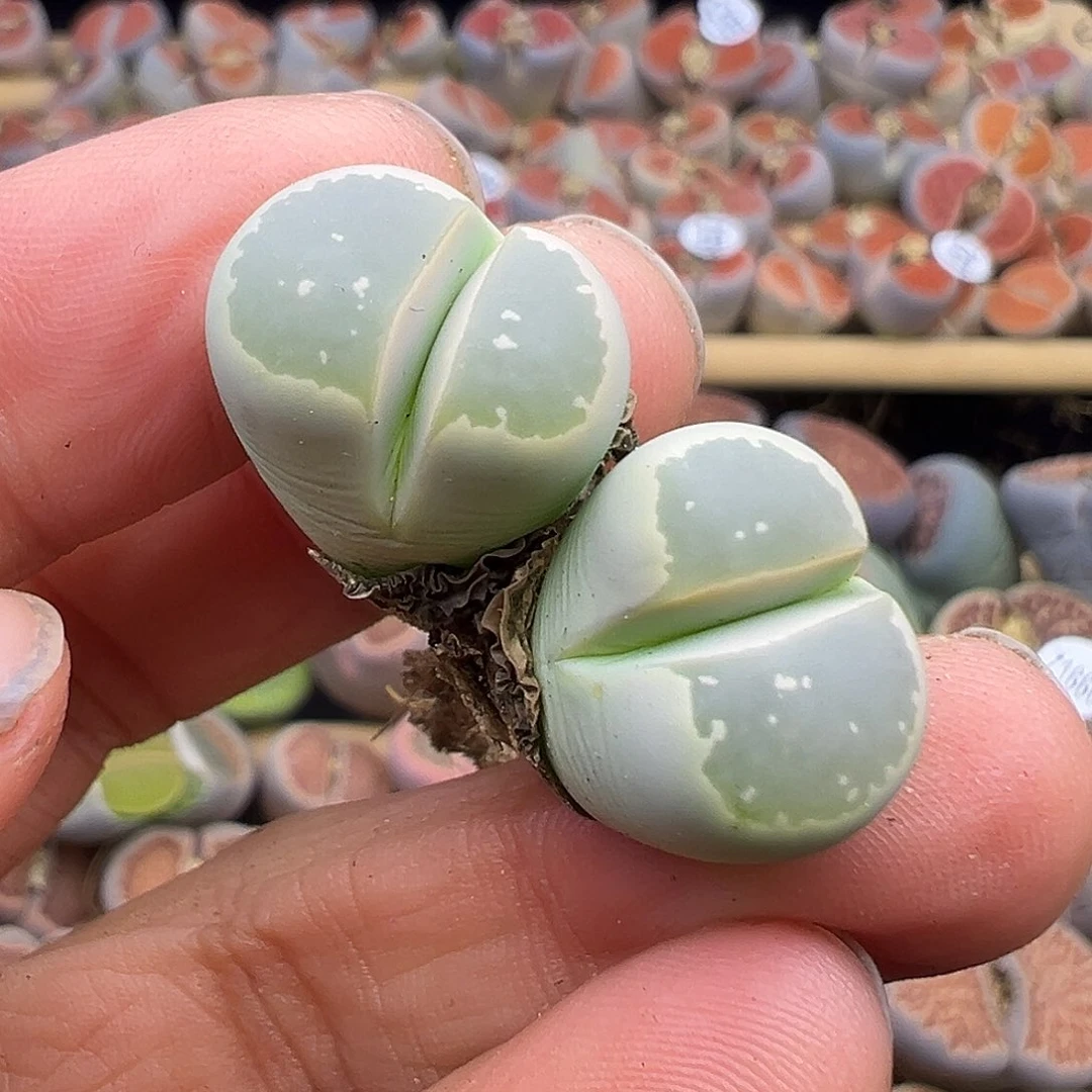 1689橄榄炸了1111111111