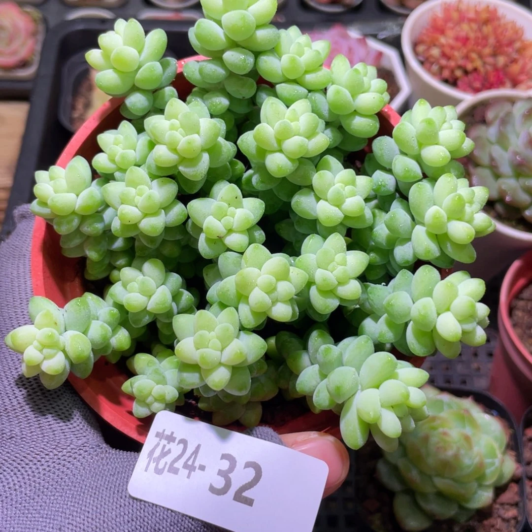 花利美24-32玉坠含盆土