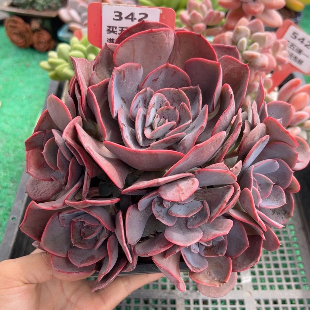 表妹精品多肉植物342.