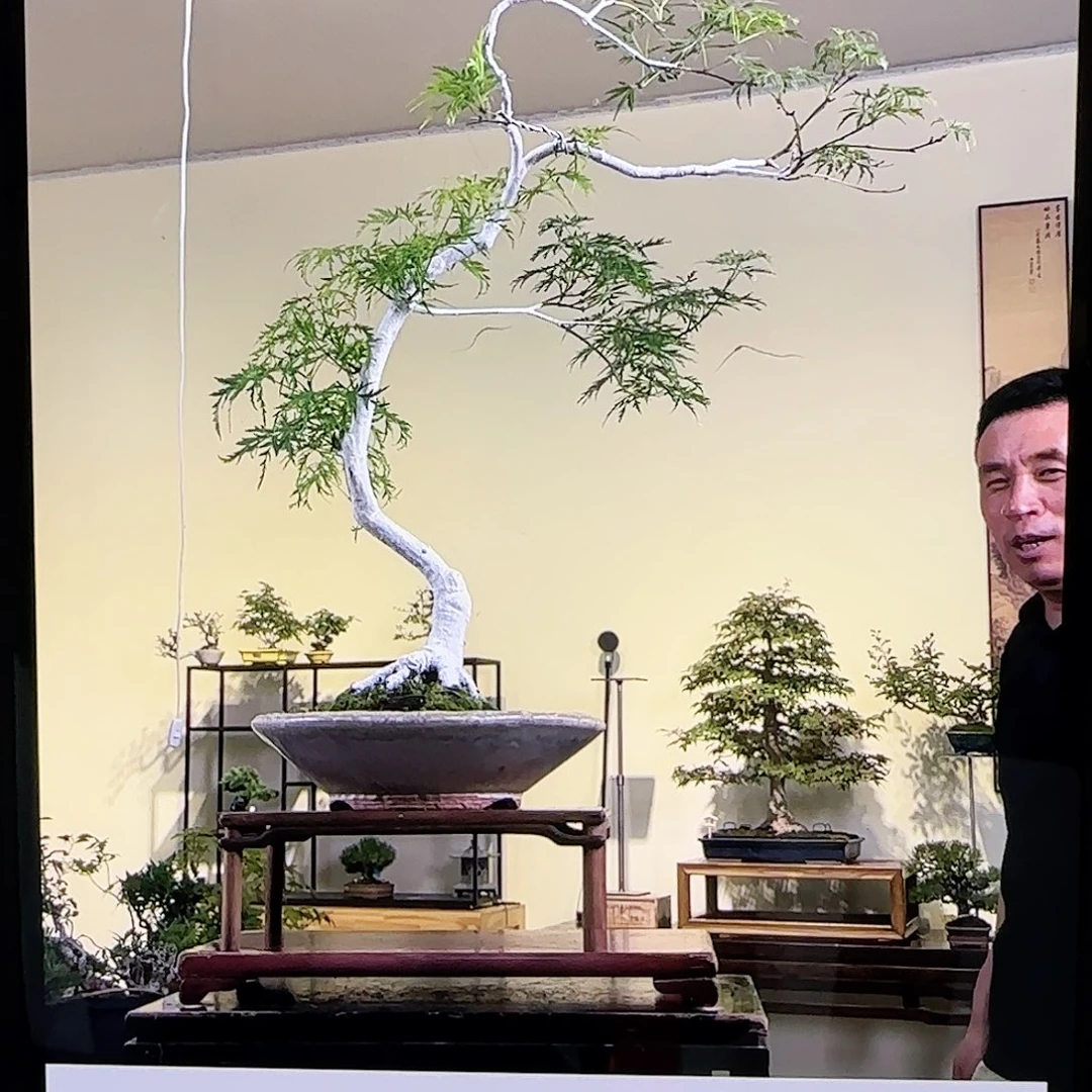 无花朵青龙羽毛枫文人桩