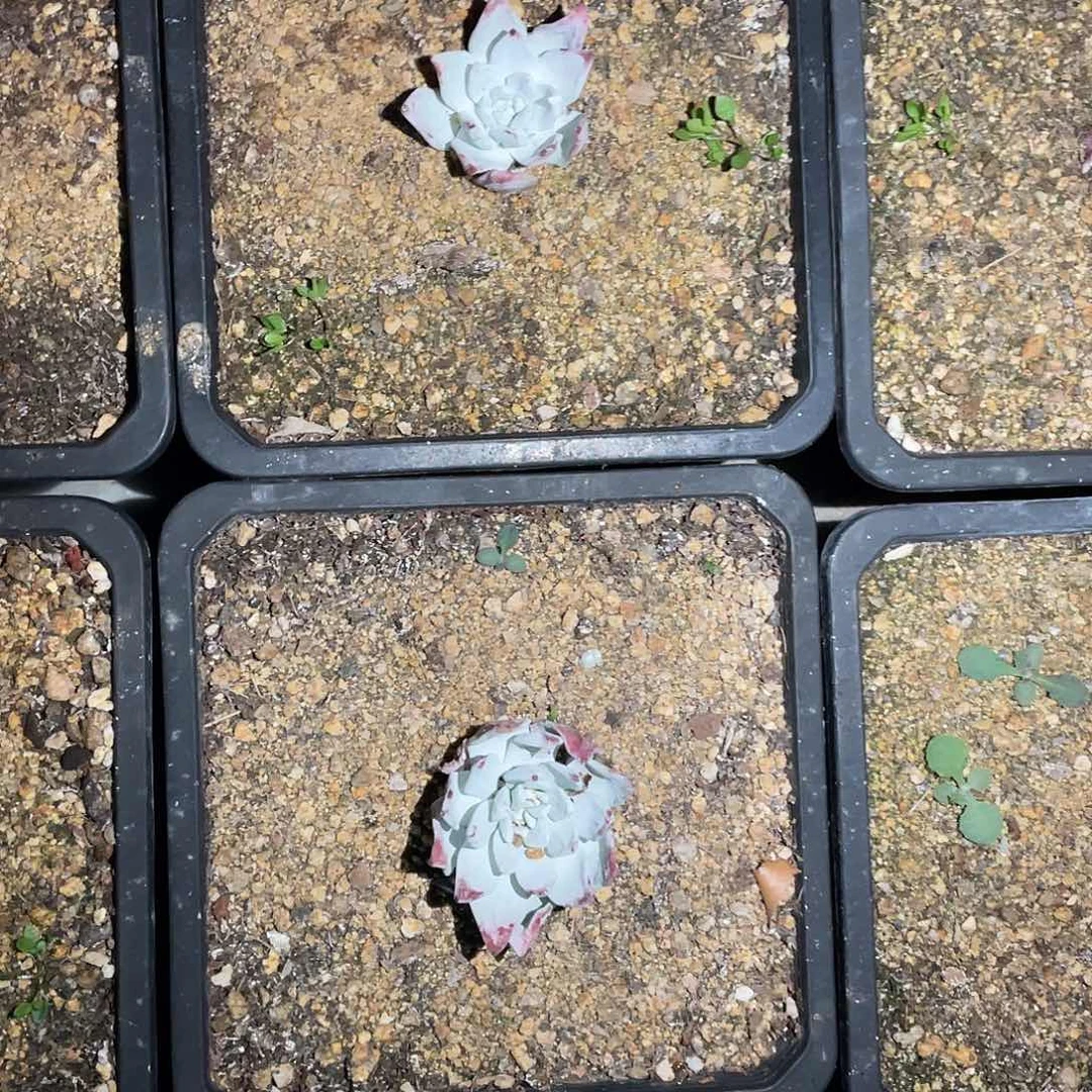 流丹白豪苹果叶仙女杯