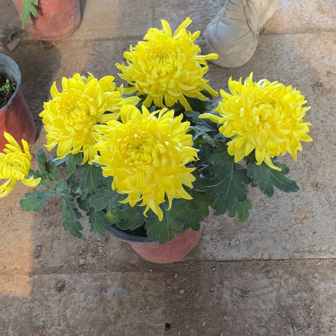 完全开放黄色国华原盆发