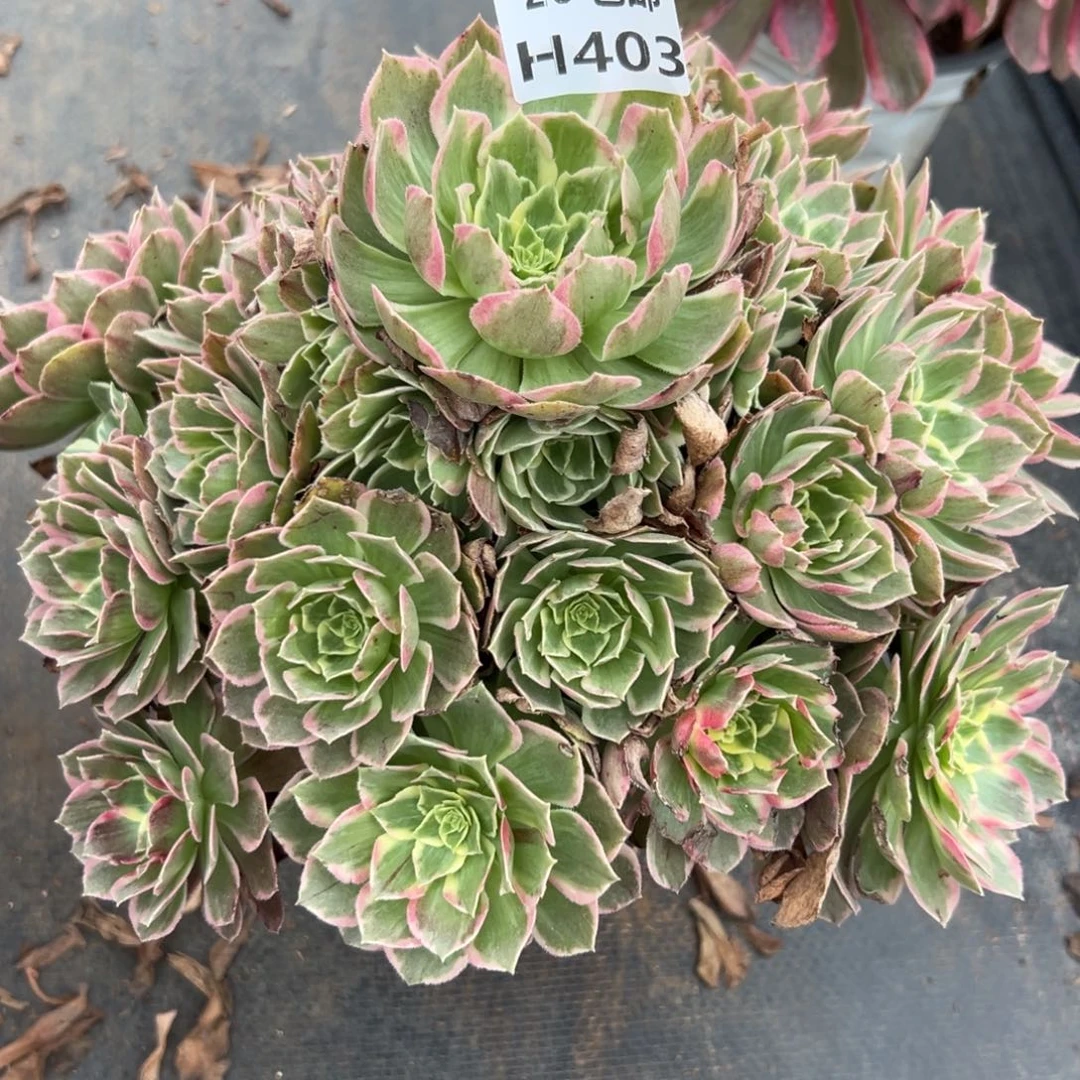 403水蜜桃，多肉法师