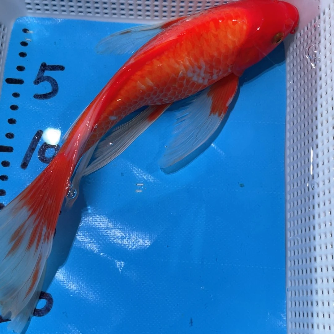 锦鲤蝴蝶鲤鱼锦鲤包邮
