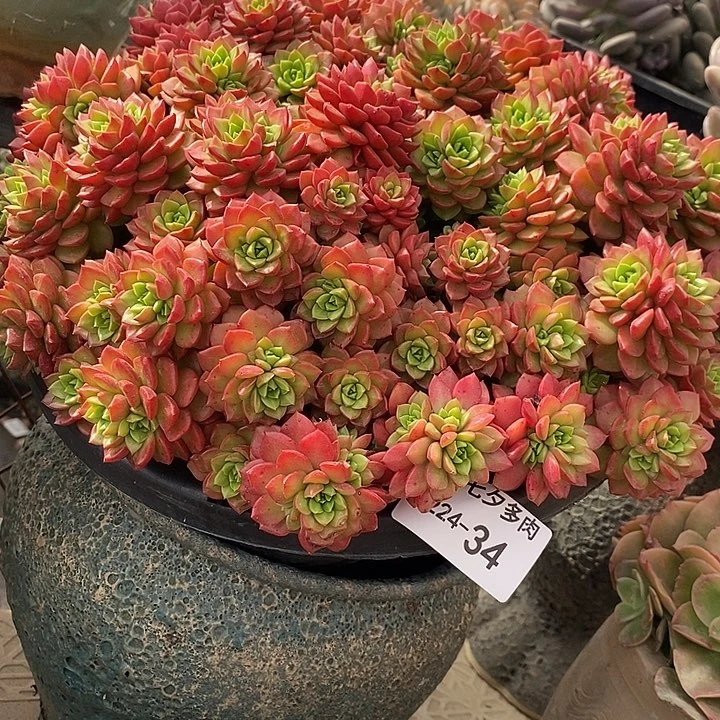 小七夕多肉泡泡玫瑰34带土球