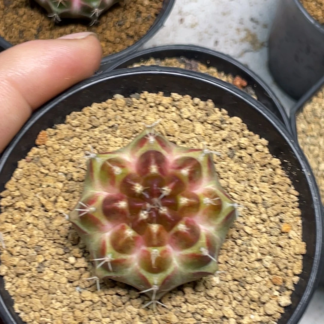 当前无花朵，栽培后可花朵皇氏橘黄轮回