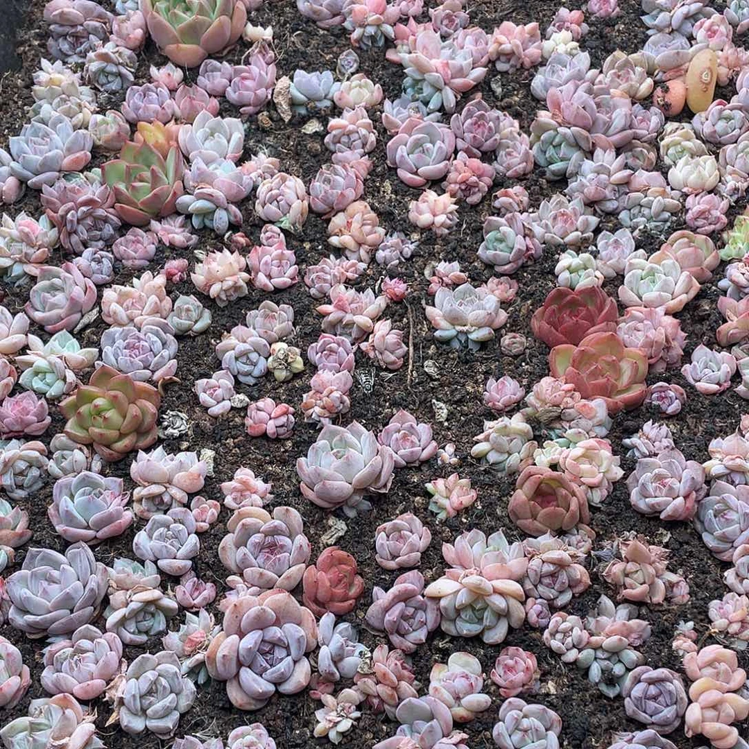 云糖心多肉植物32