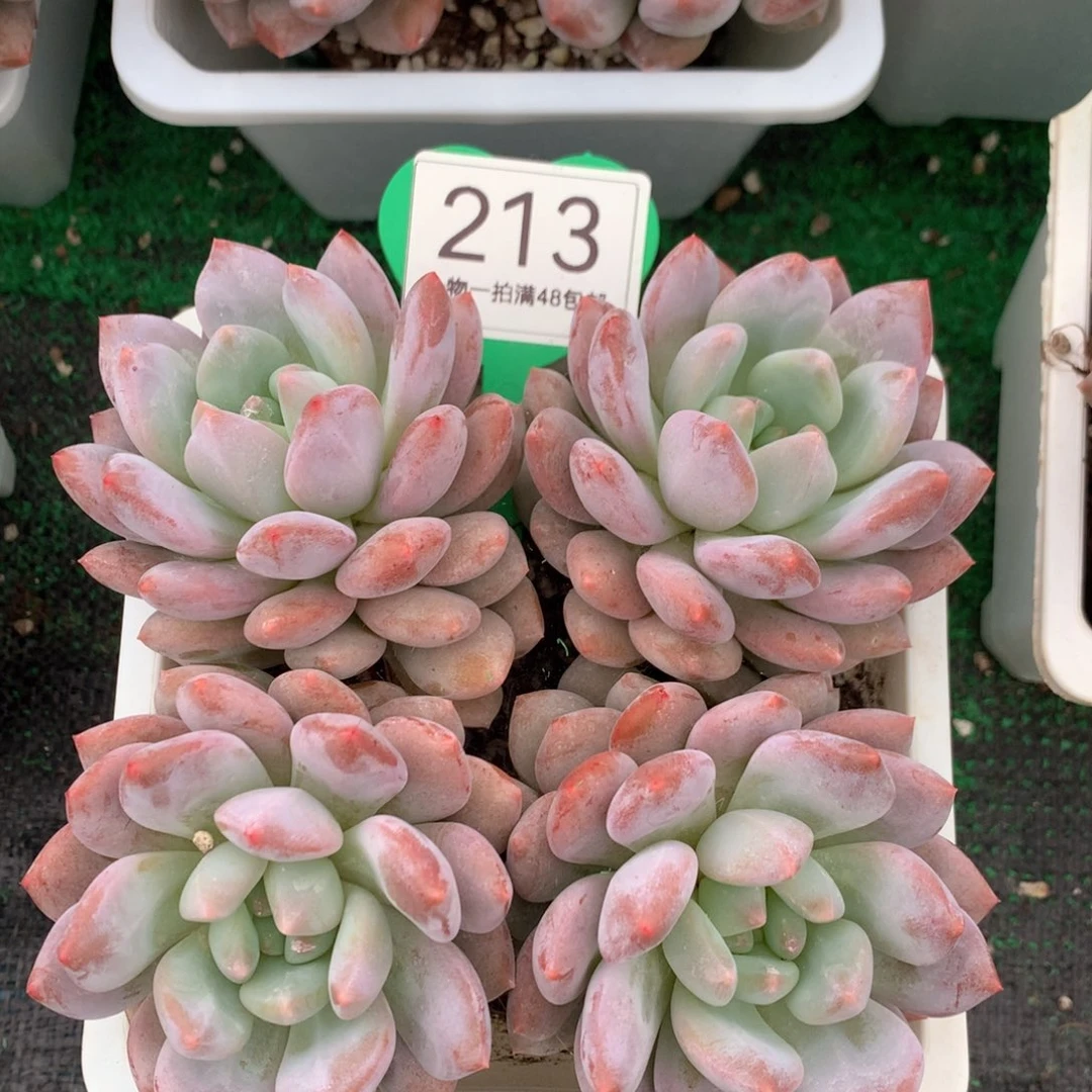 半夏老桩无砍平头213