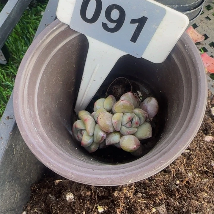 x**i091号6头圆脸星影1个