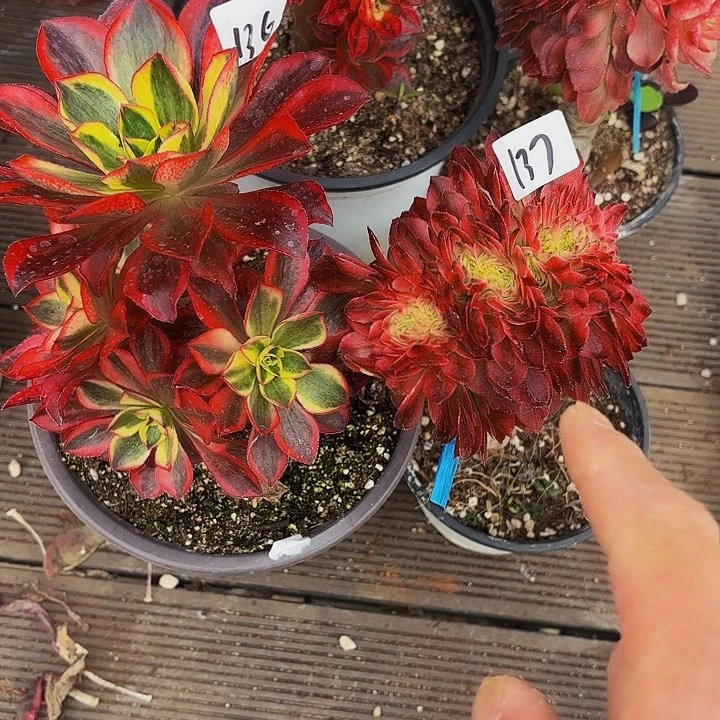 136-137多肉植物福利