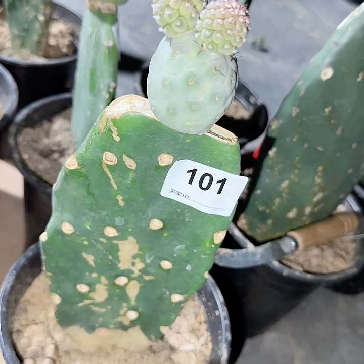 欧系蓝白皮米奇101 习志野