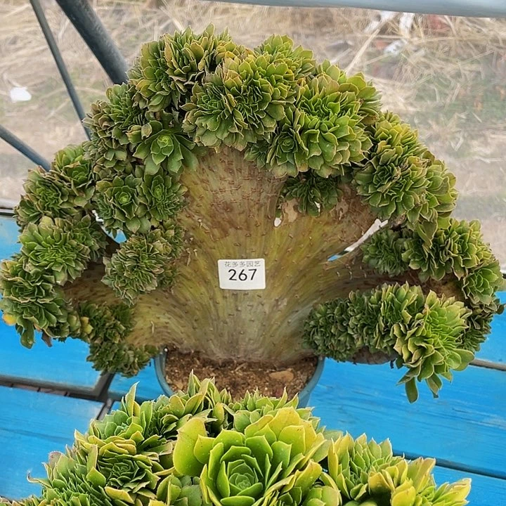乐**贝267号绿养绒法师缀花