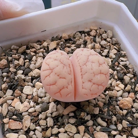 2434，261锦带盆发货