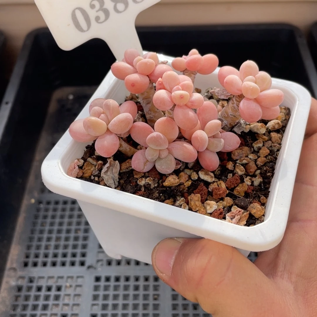 0388香芋不带盆8厘米