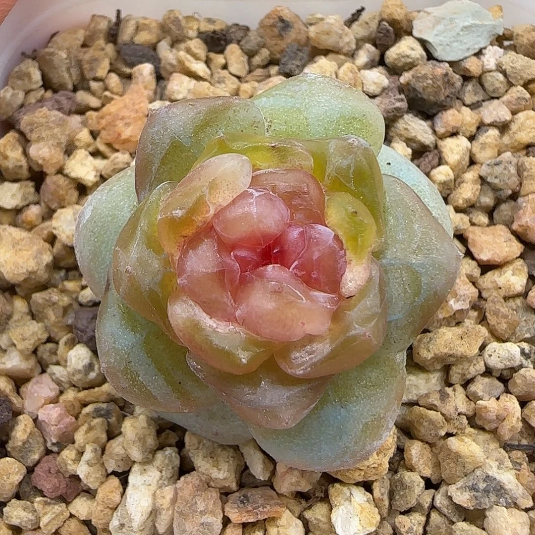 377三厘米脱土发货糖