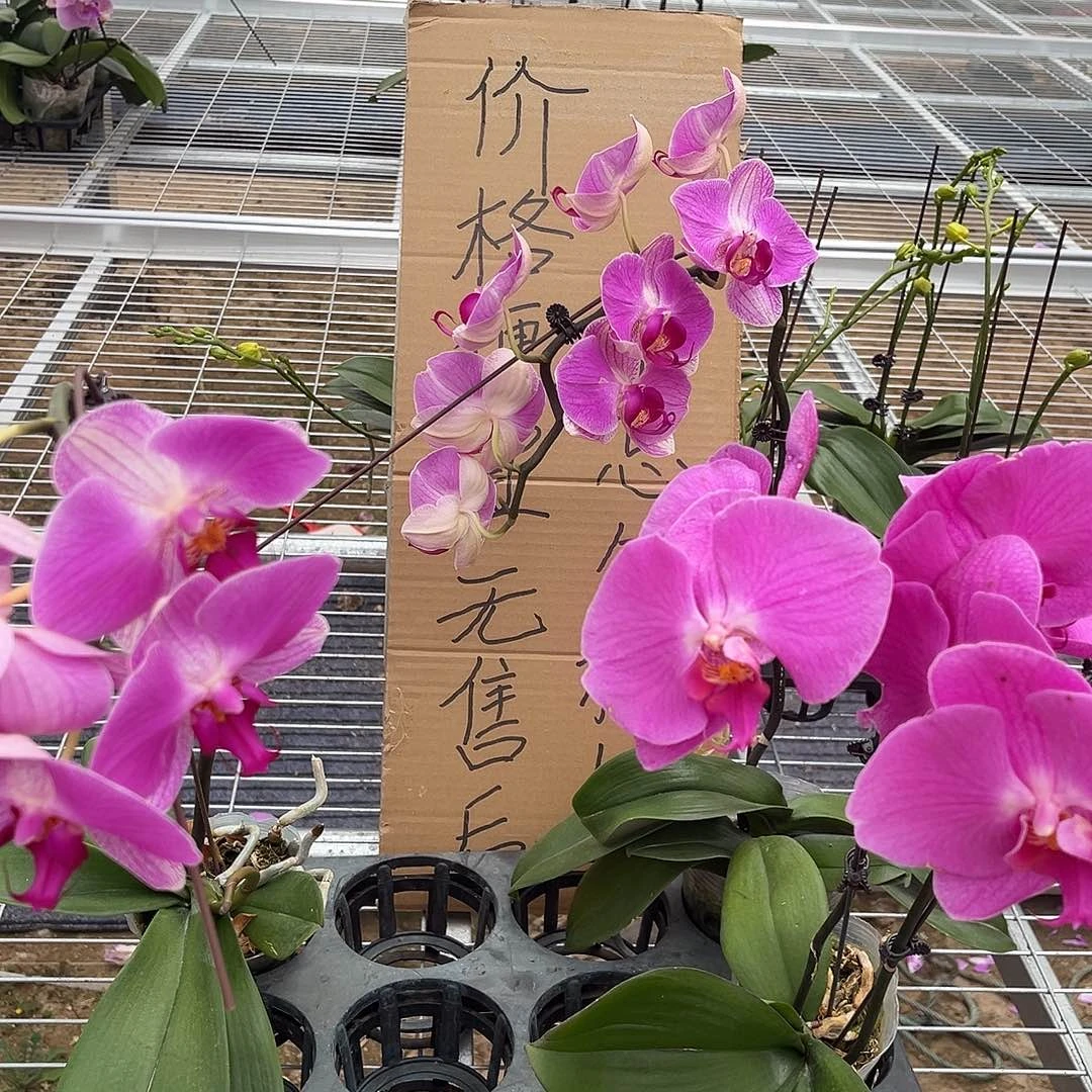 暖***江完全开放蝴蝶兰3个 不售后