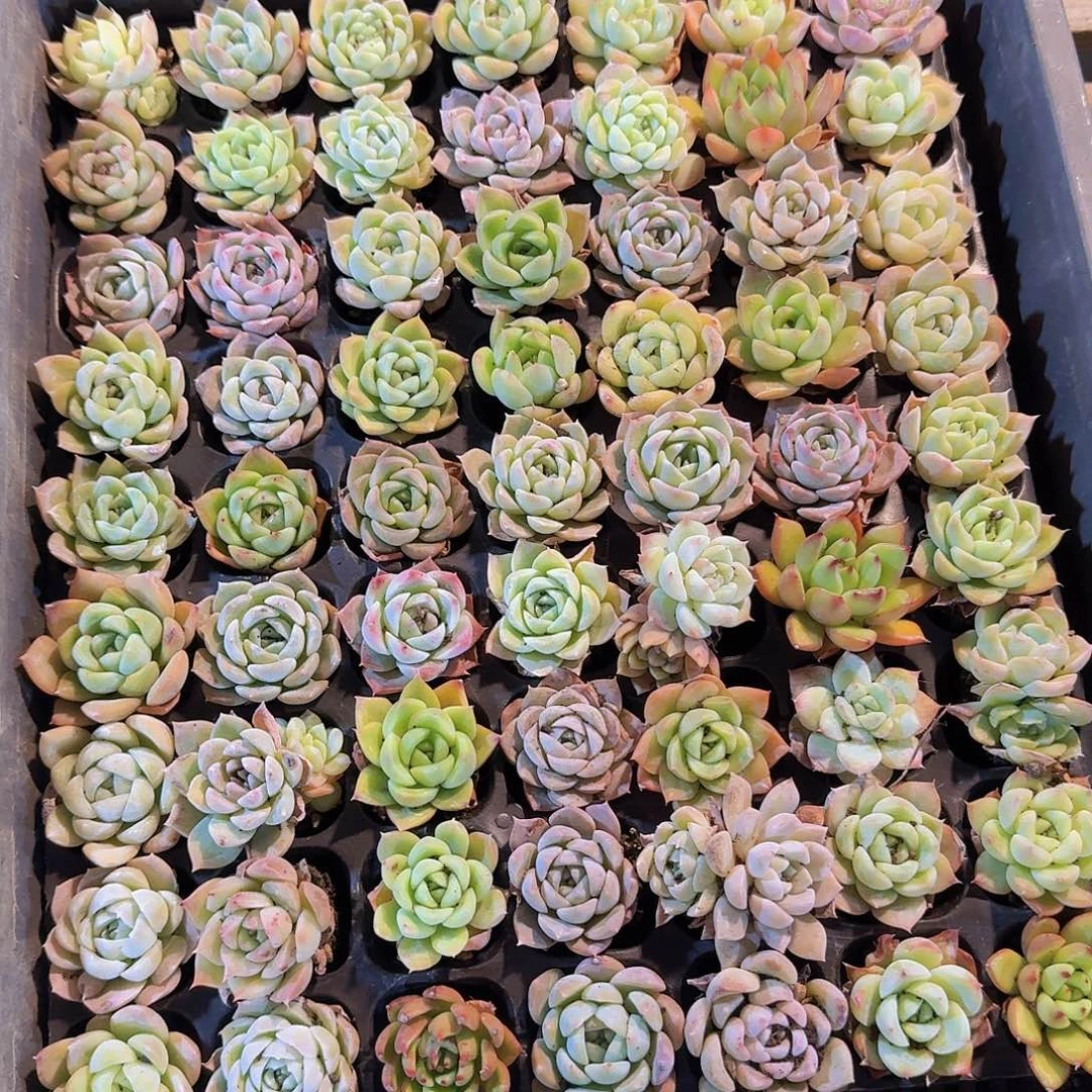 直播福利一物一拍43