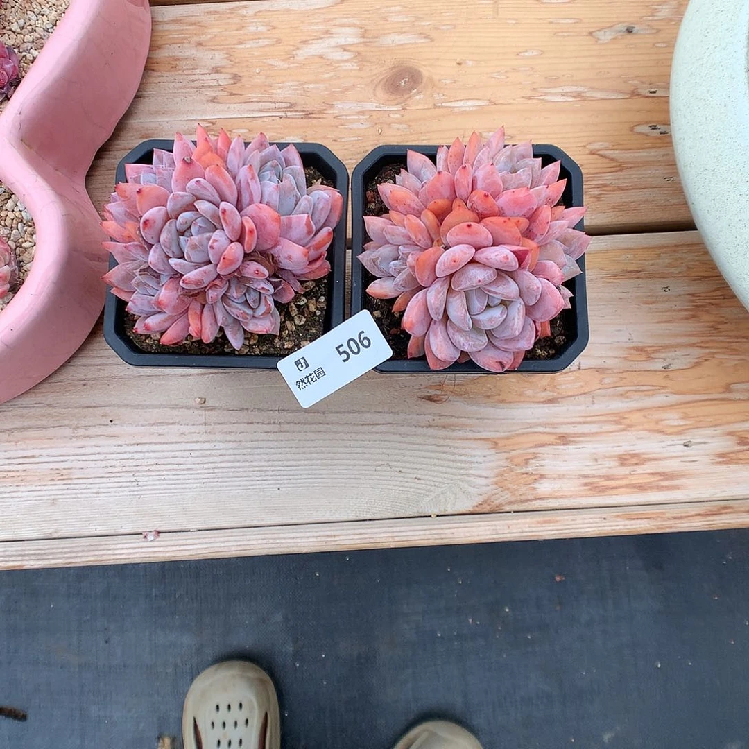 506雪天使多肉植物有砍