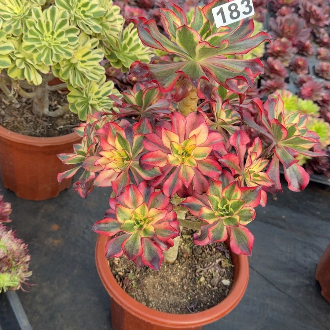 183多肉植物魅影多肉