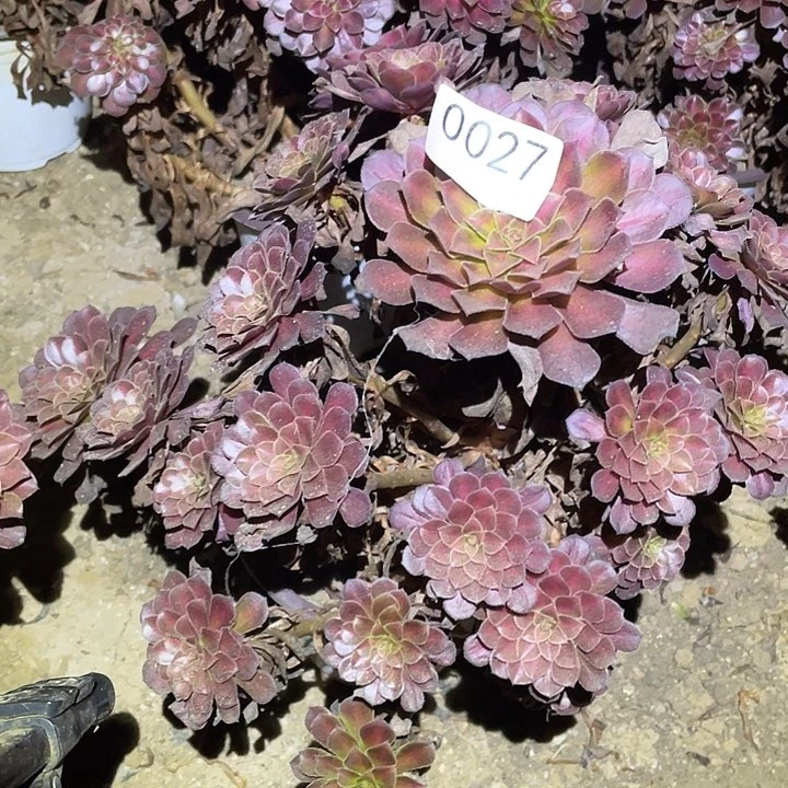 多肉植物法师27黑铜壶中班