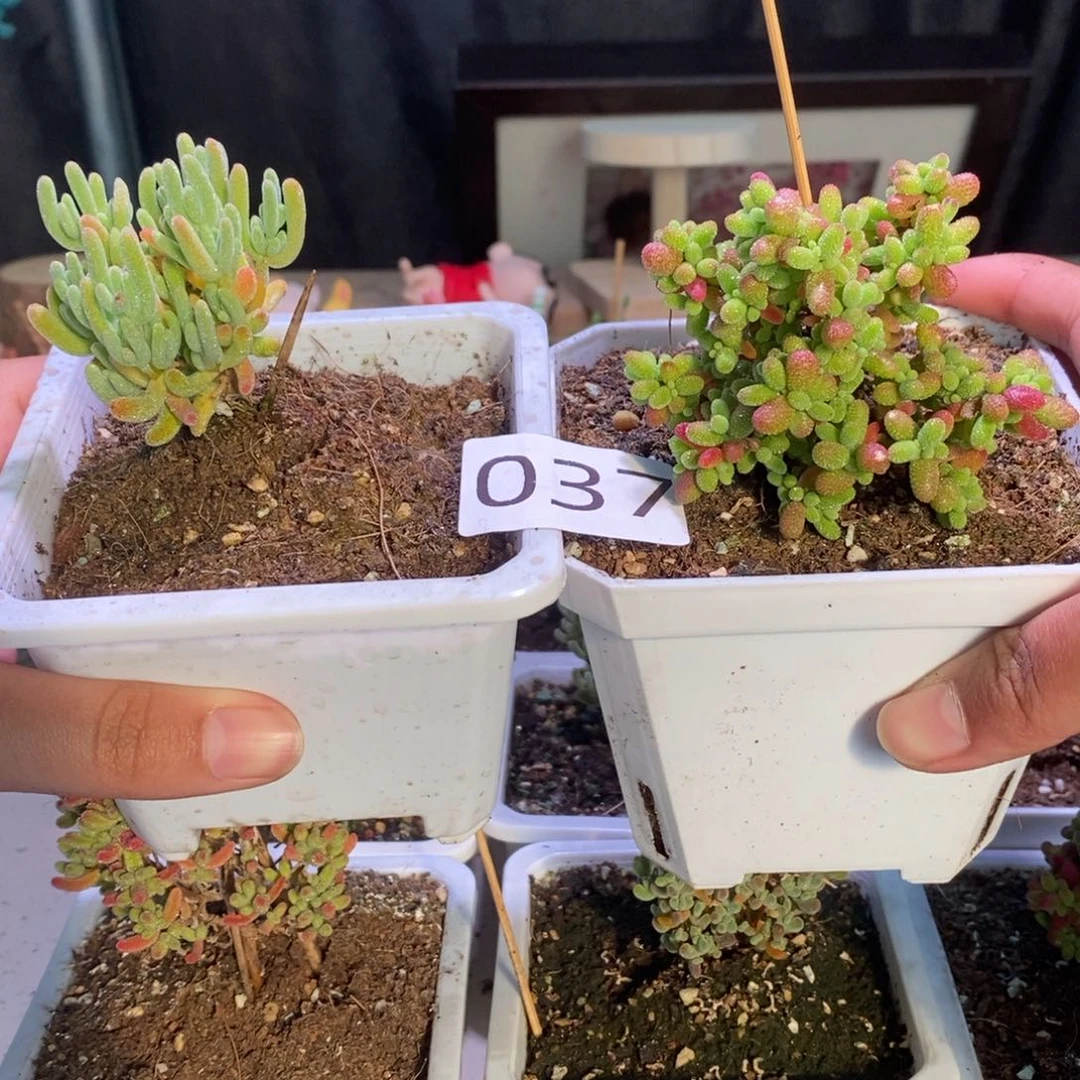 福利款带盆土发货一物一拍