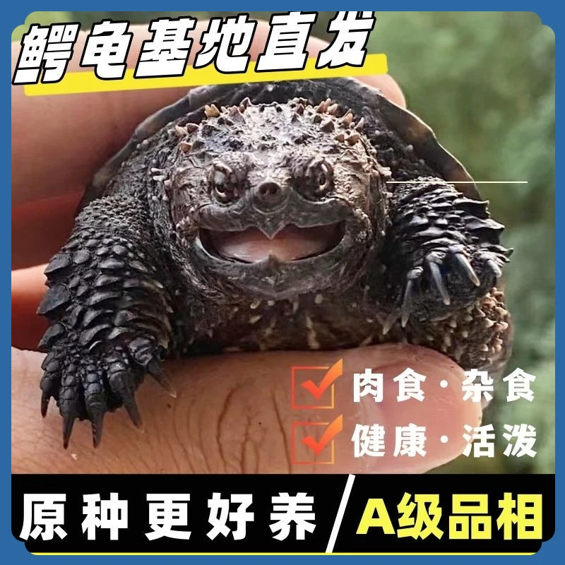小鳄龟活体乌龟观赏龟水龟爆刺杂佛宠物龟正宗纯佛北美鳄鱼龟活物