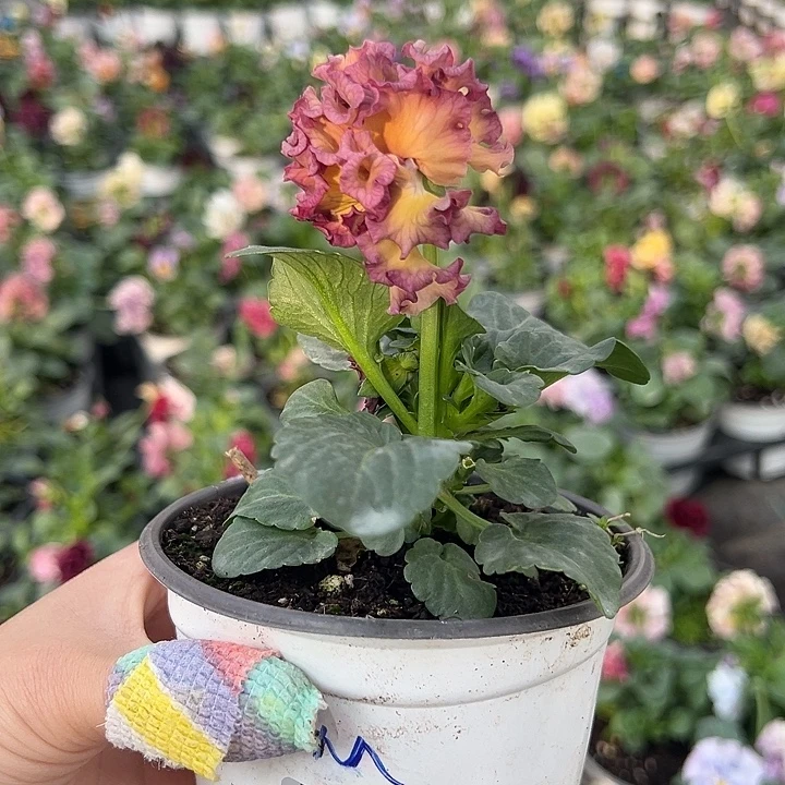 当前无花朵，栽培后可花朵63号