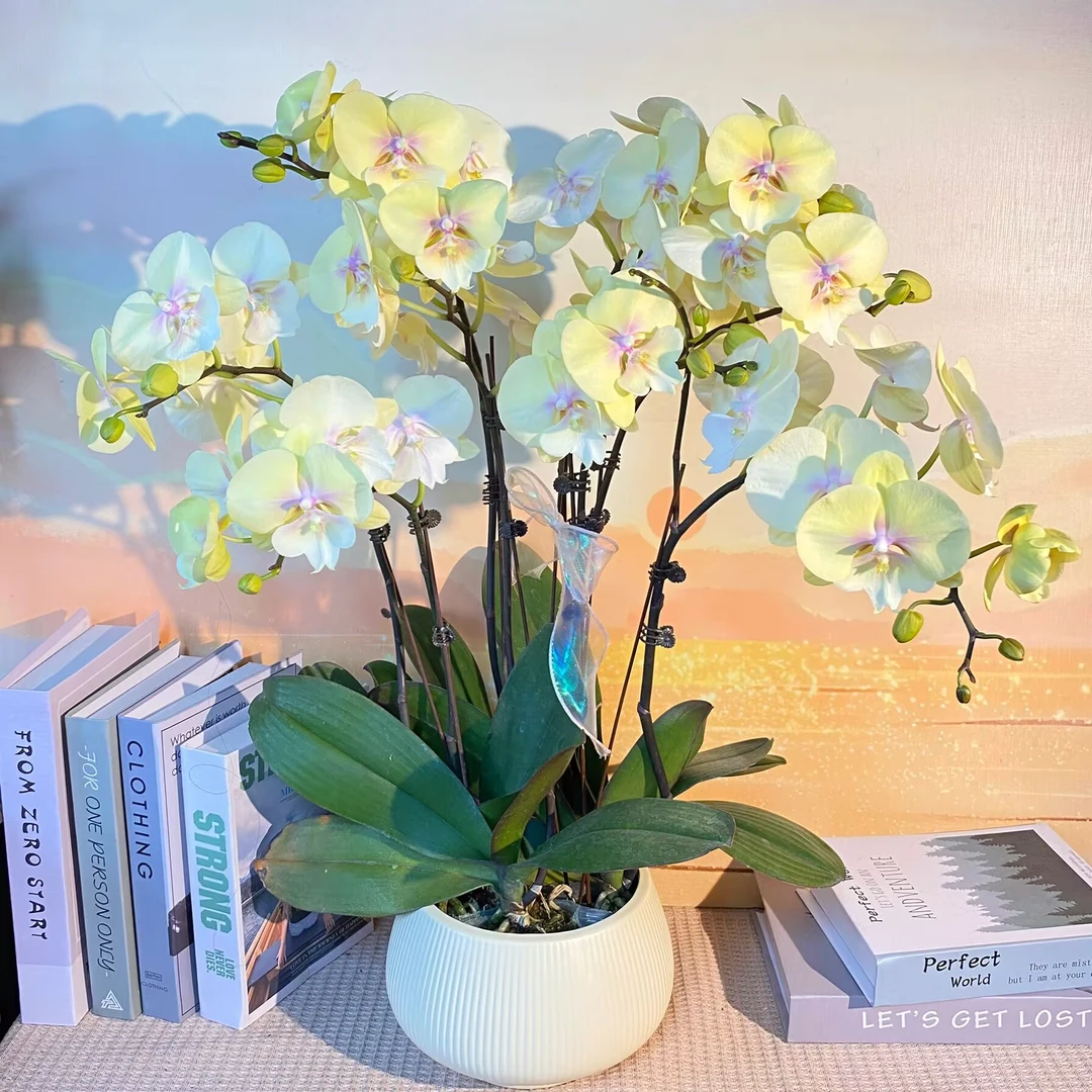 奶酪黄金 黄色蝴蝶兰  植物上色 室内观赏  花卉组盆 真花