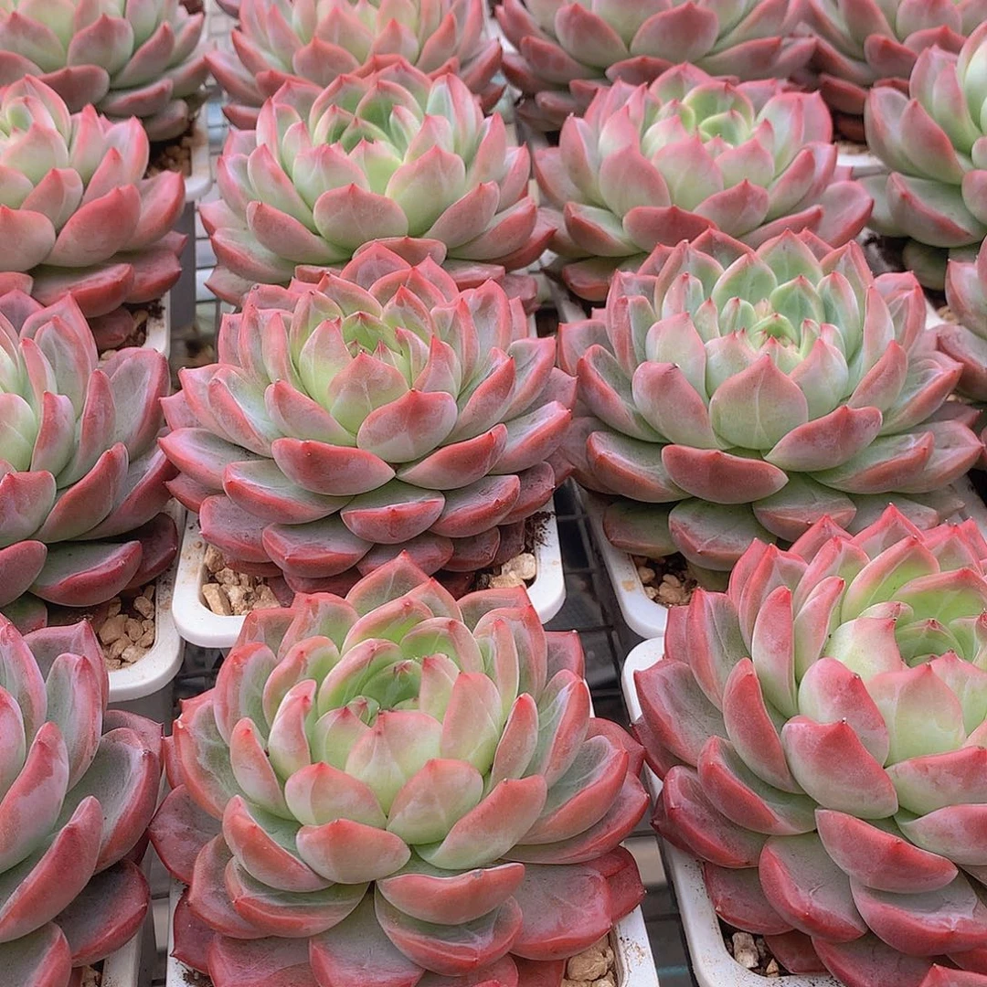 大号红鸾35678899000000