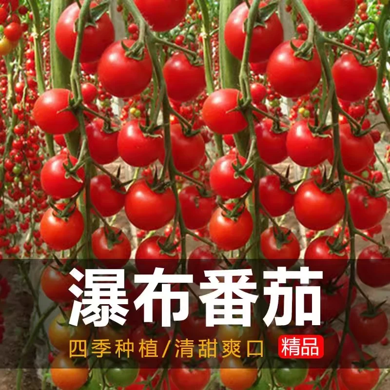 【满五包包邮】瀑布番茄种子四季圣女果春季小西红柿籽四季农家盆栽