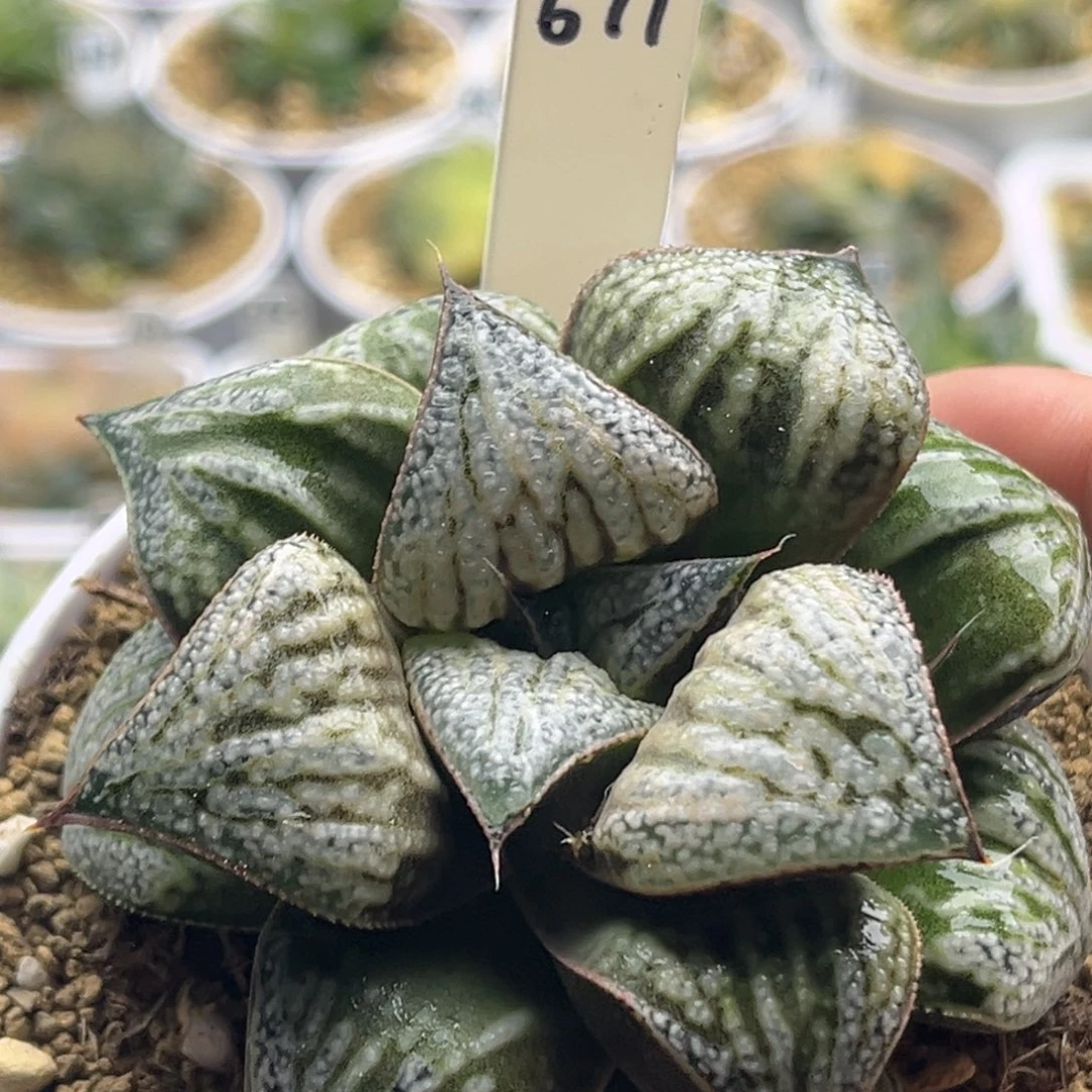 671花魁青蟹头家多肉十二卷