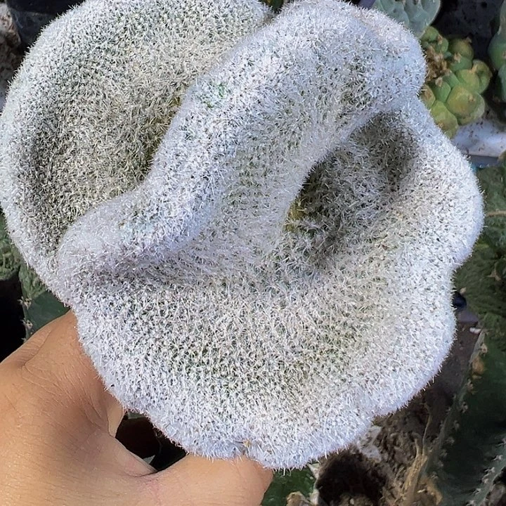 缀化883仙人球开花