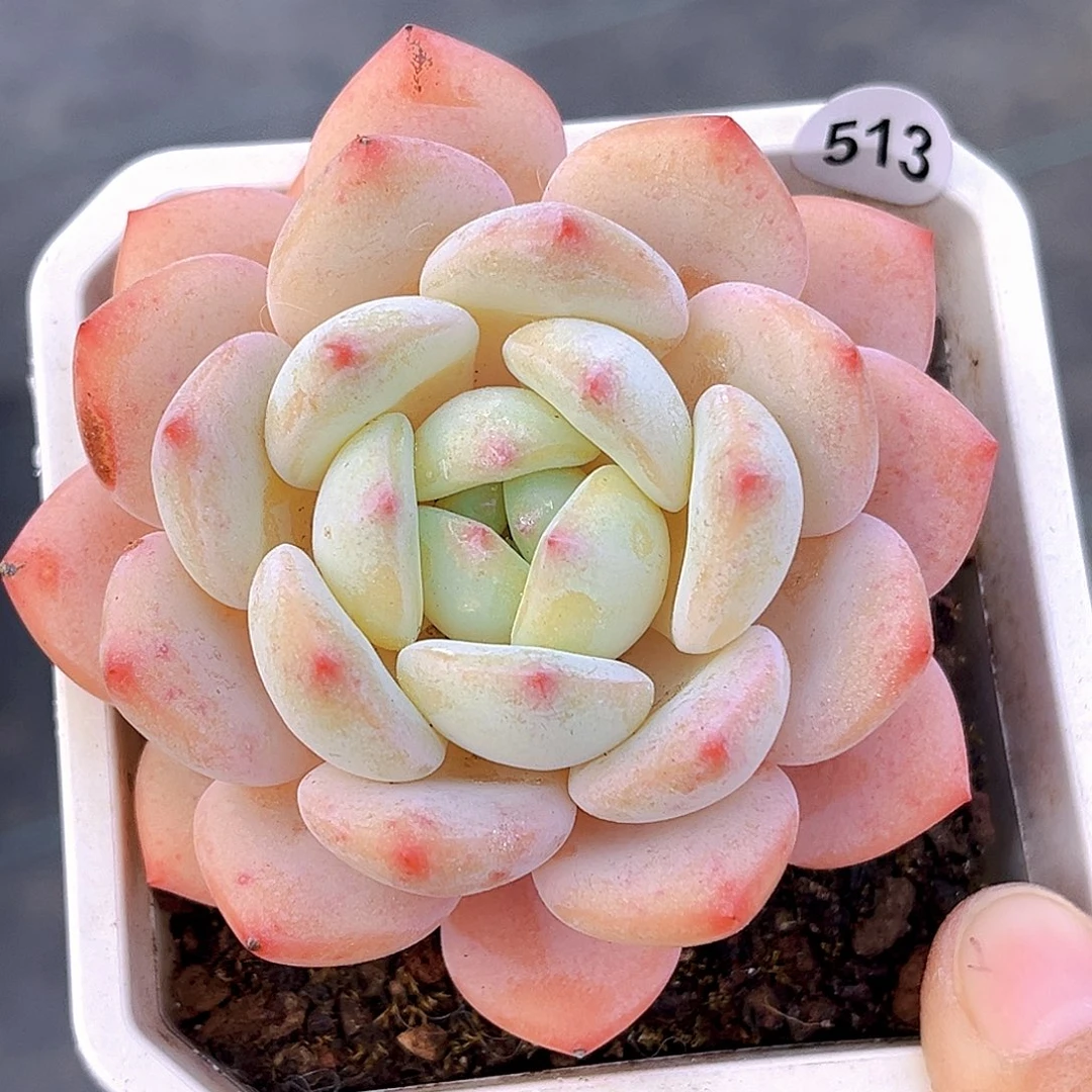 513 瑶月   满18包邮