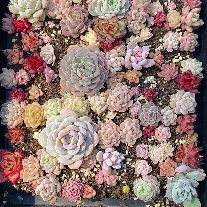 1多肉植物盆栽花卉植物