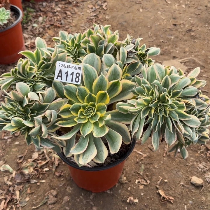 灿烂缀……多肉植物……