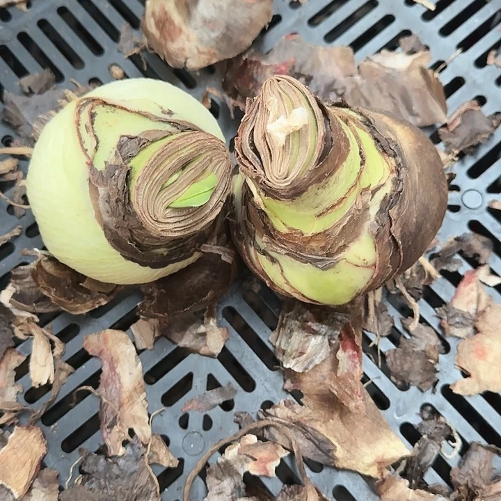 樱桃妮芙直径8-9进口球