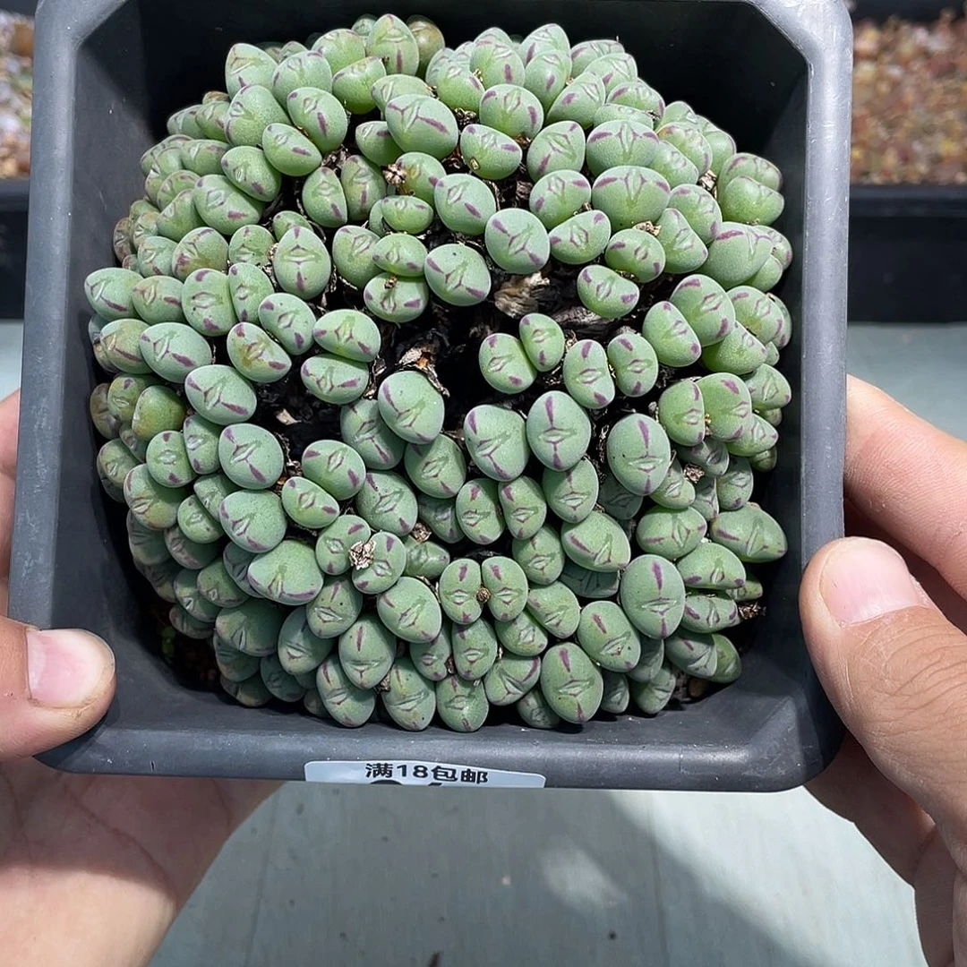当天凑满十八元包邮34