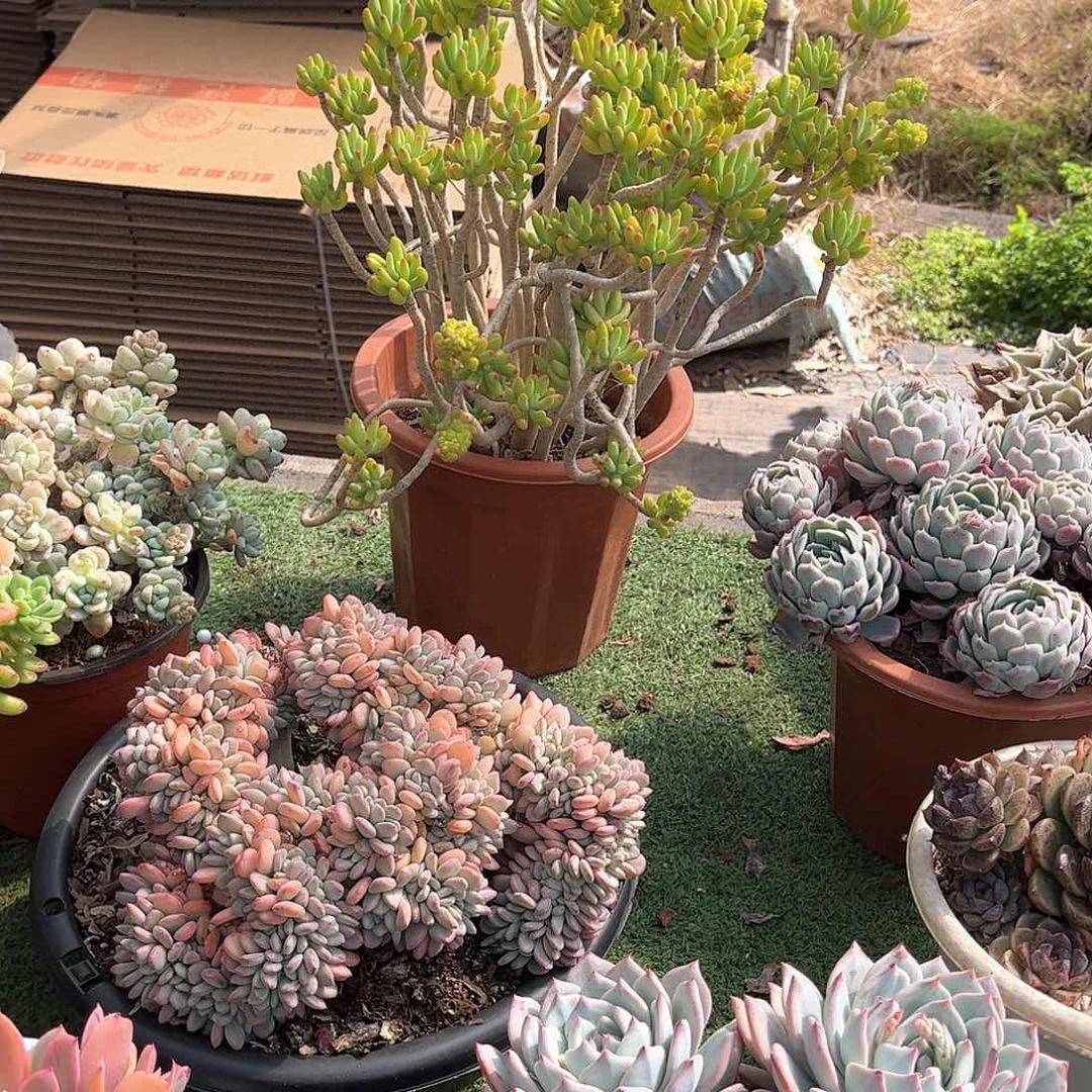 奇*八千代多肉植物32