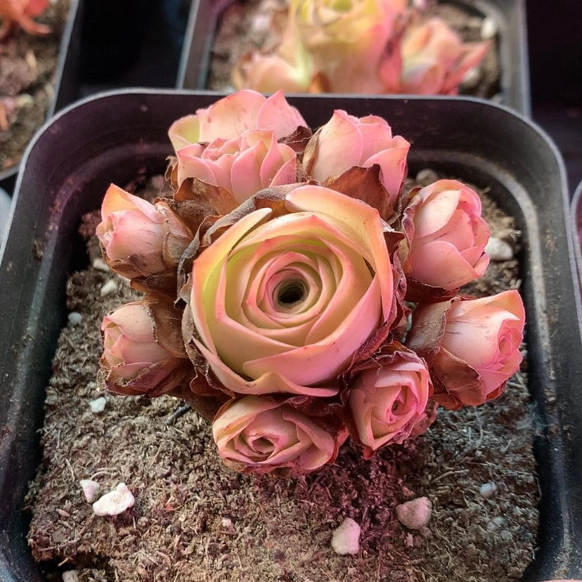 【闪购商品】福利598