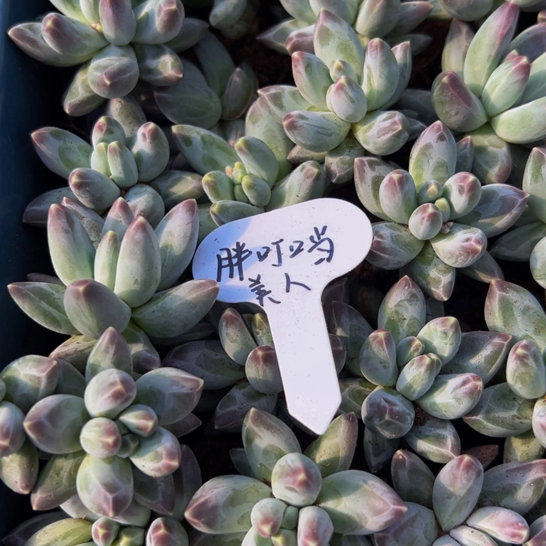 6颗大小不等胖叮当