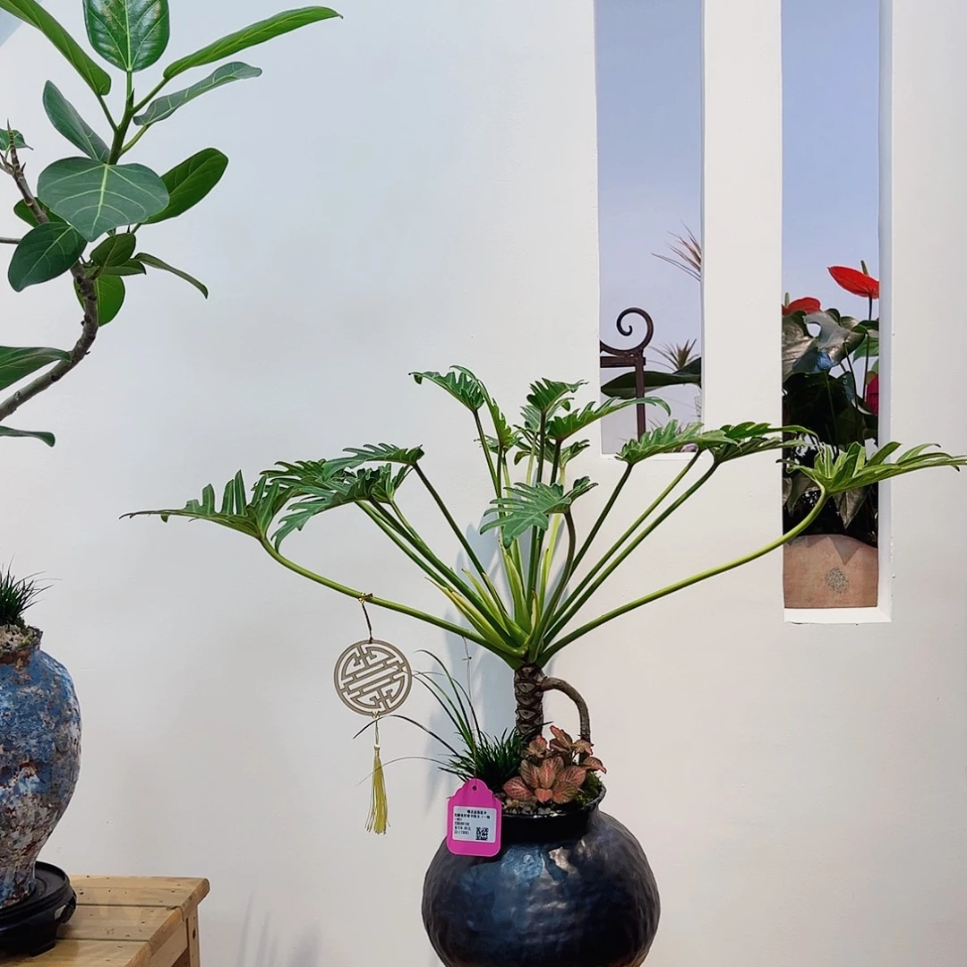完全开放高端盆景一物一拍