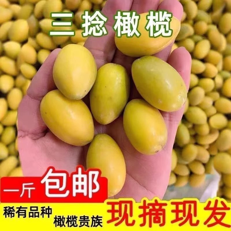 潮汕新鲜现摘三捻橄榄脆甘香可生吃煲汤当季水果送礼佳品