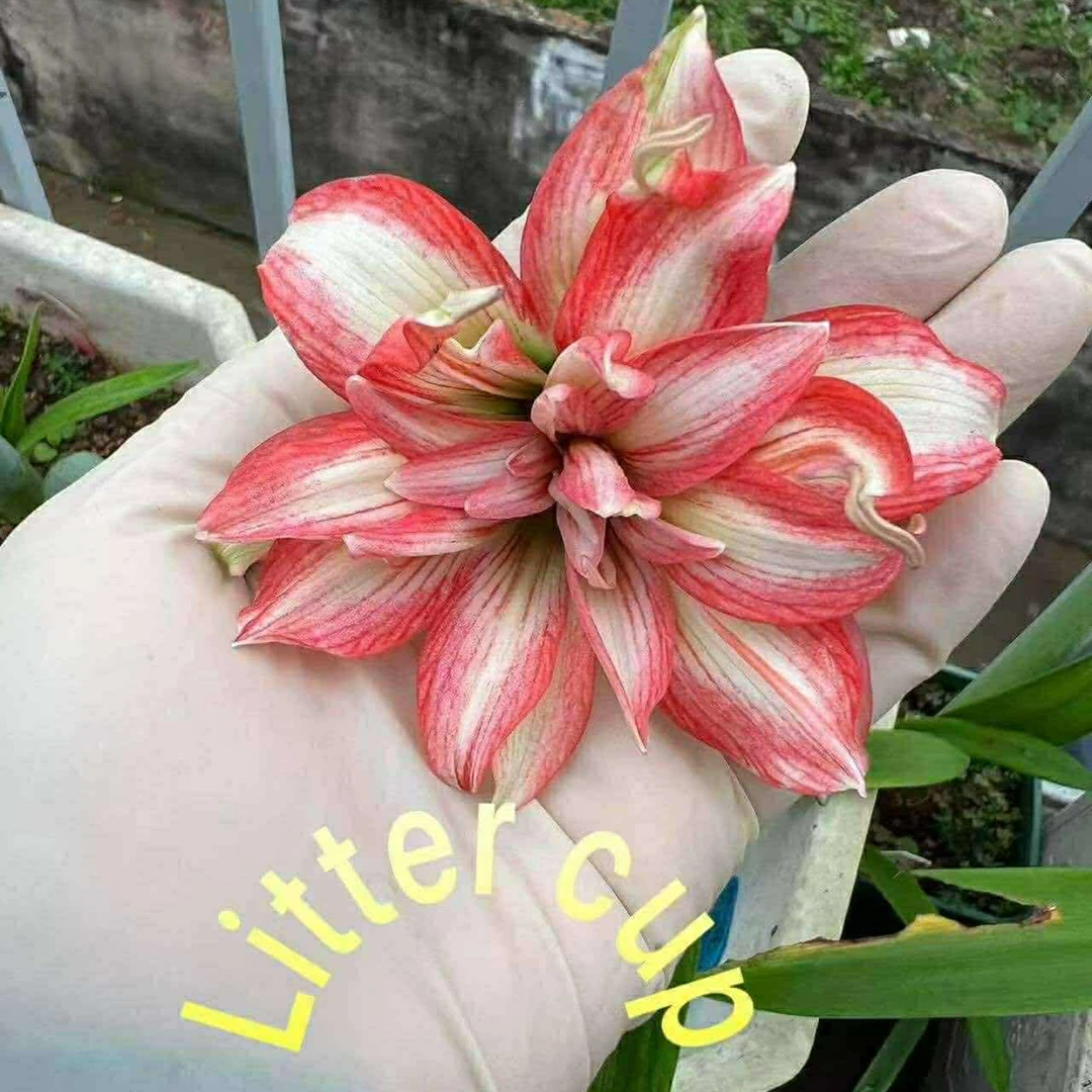 S孤挺花园 Litter Cup（Xuân Quỳnh x 123）裸球