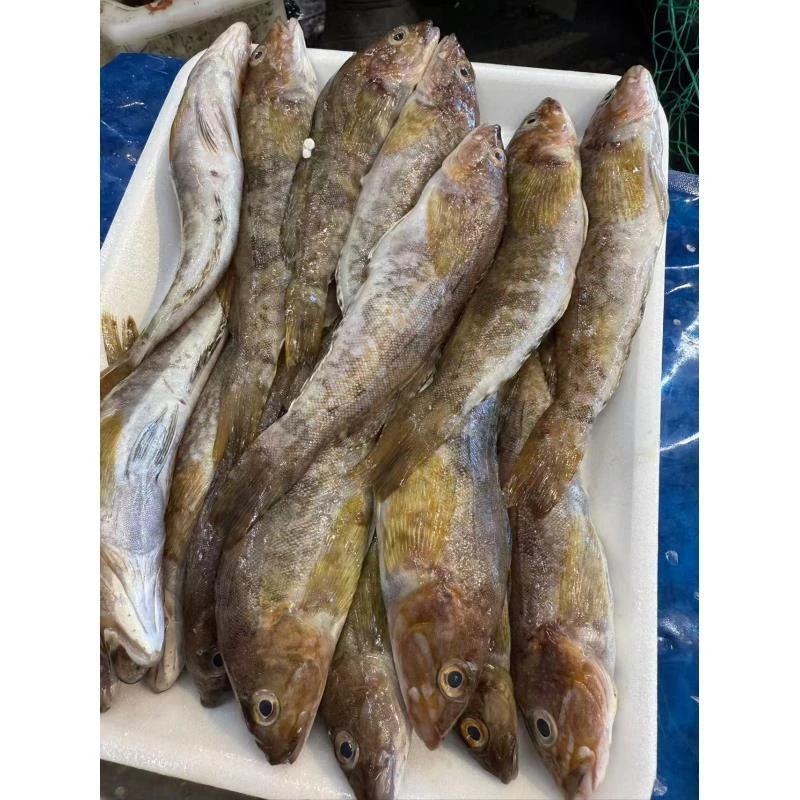 渤海湾小黄鱼 4斤  顺丰包邮