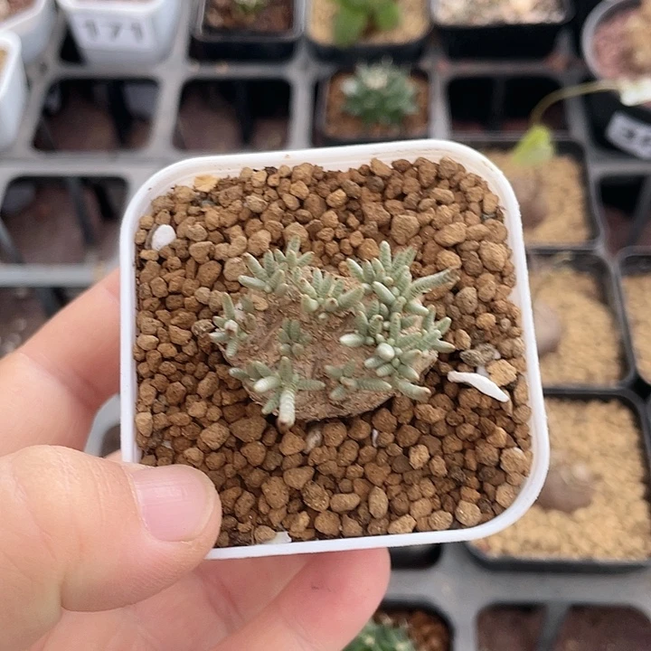 387韧锦块根植物，