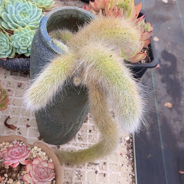 九尾狐18127多肉植物