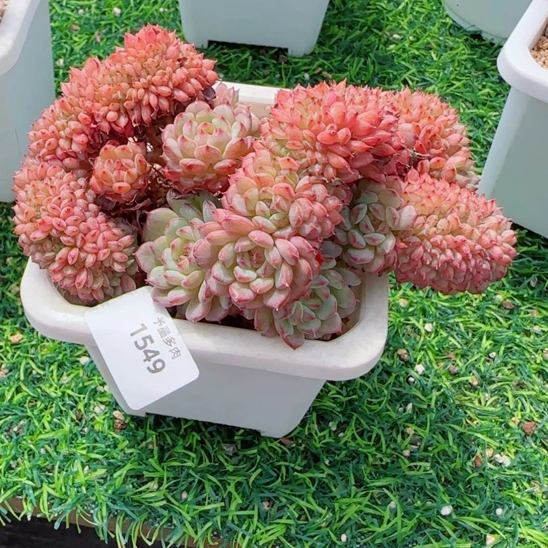 白胖子，1549多肉植物