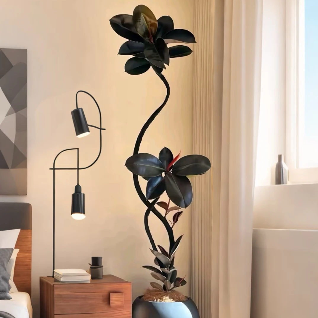 造型黑金刚橡皮树高颜值ins网红盆栽客厅大型植物办公室好养绿植